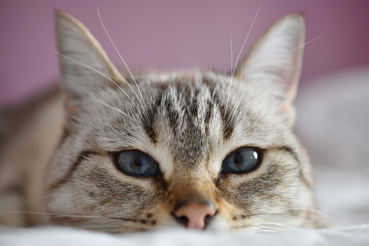 雨の日のねこたちは眠いの