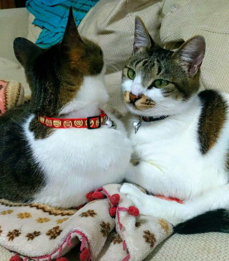 同居猫とたまには仲良く!【家猫たまちゃん】