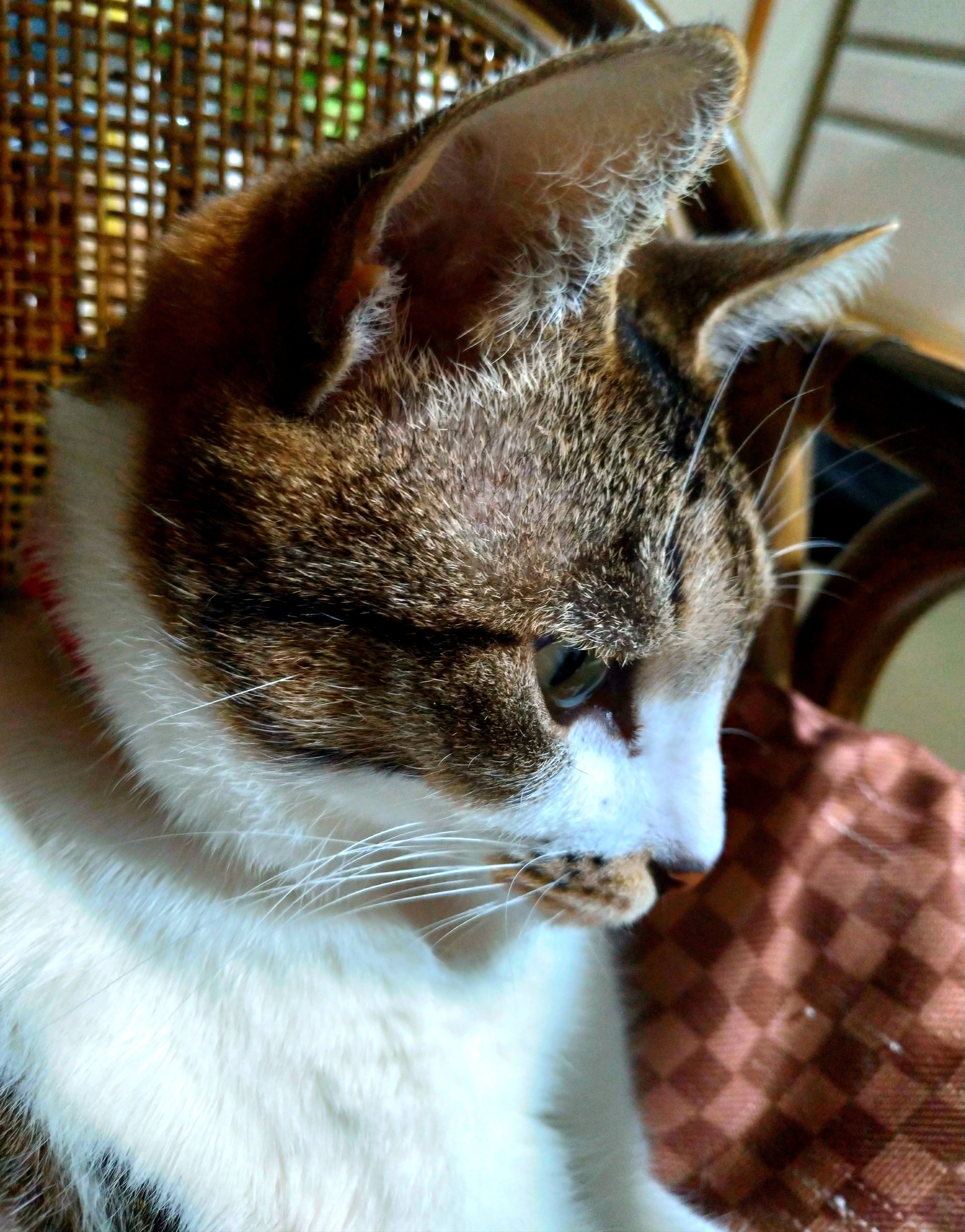 飼い主の母が子供の日に来る!でも二度と来ないで!