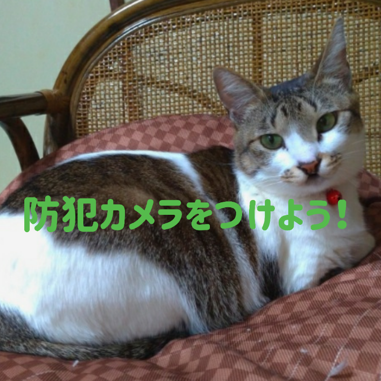 スマホで遠隔操作防犯カメラ!愛猫の安全確認が一万以内で買える