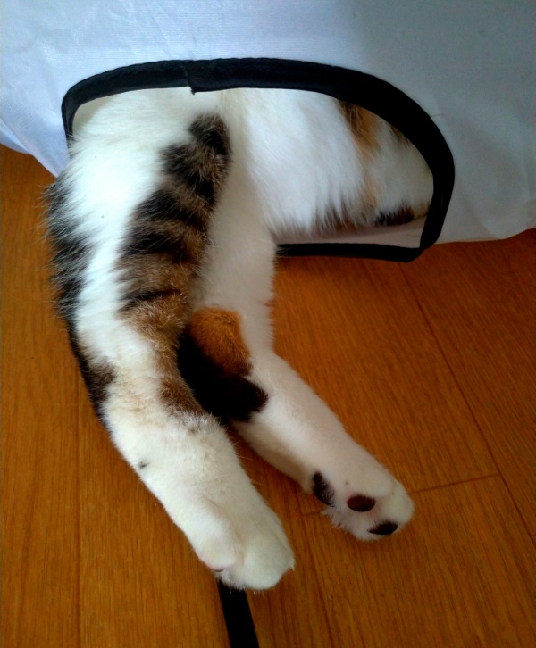 チコちゃん湿度が高いのは苦手なのね!