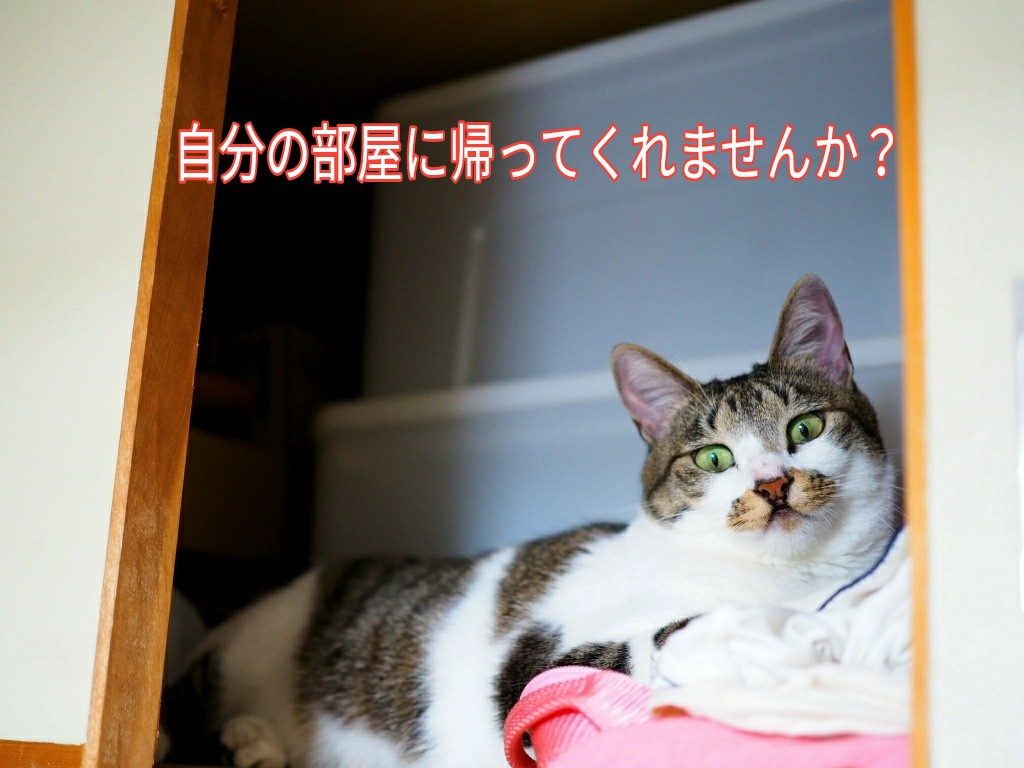 初めて猫を飼う 猫はどこで手に入れるの ゆるりねこblog