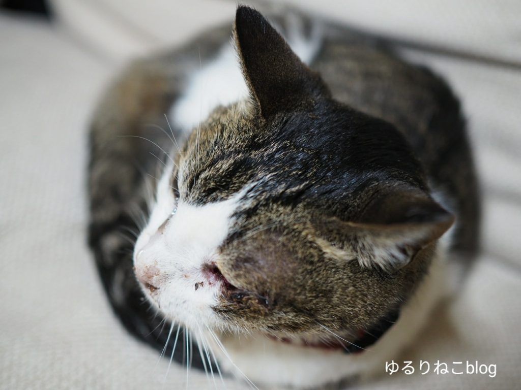 高齢猫 老猫 の最後のサインは見逃さないで 看取るということ ゆるりねこblog