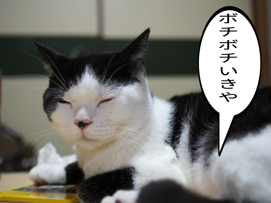 ワードプレスブログ運営初心者|失敗談を過去の自分に叫ぶよ!
