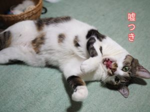 高齢猫 老猫 の最後のサインは見逃さないで 看取るということ ゆるりねこblog