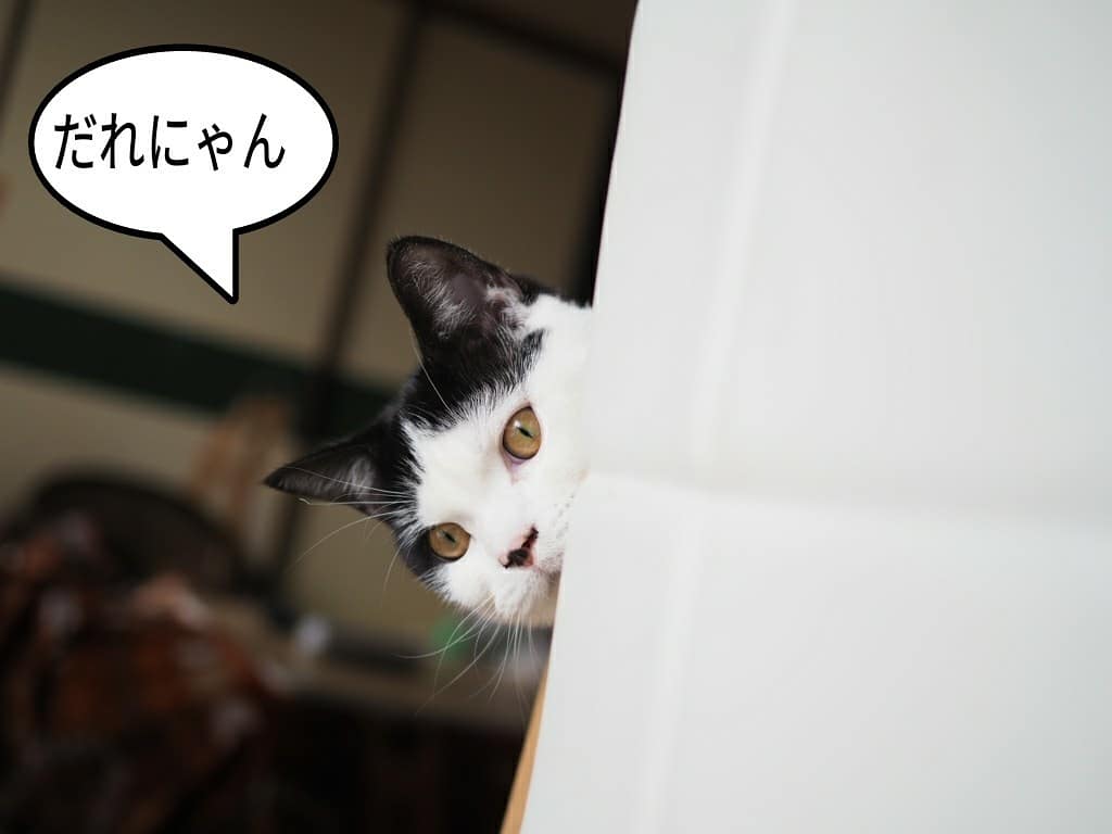 たまちゃん
