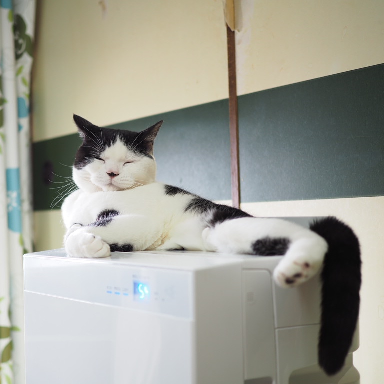 たまちゃん