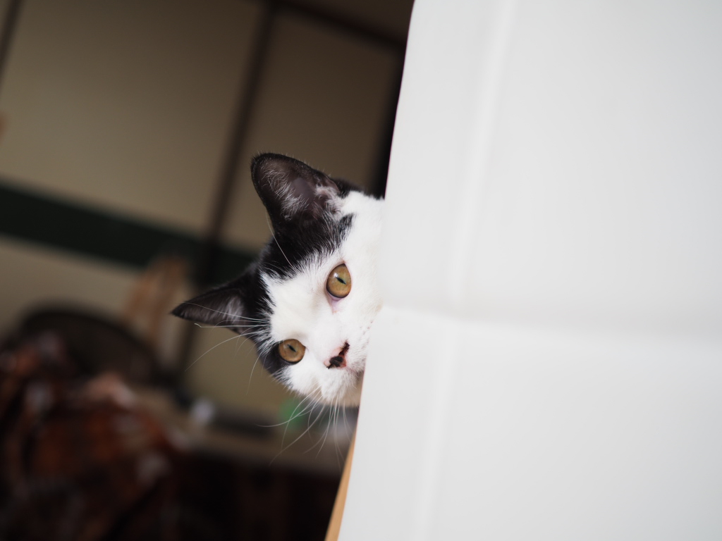 たまちゃん