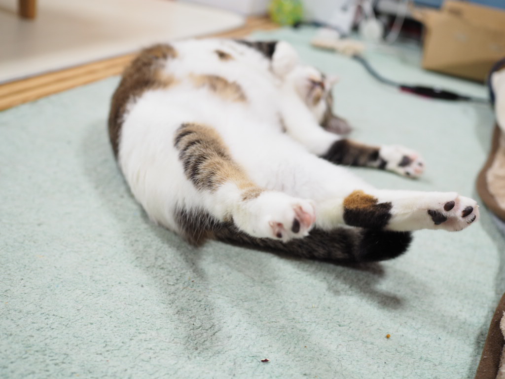 チコちゃん運動してます