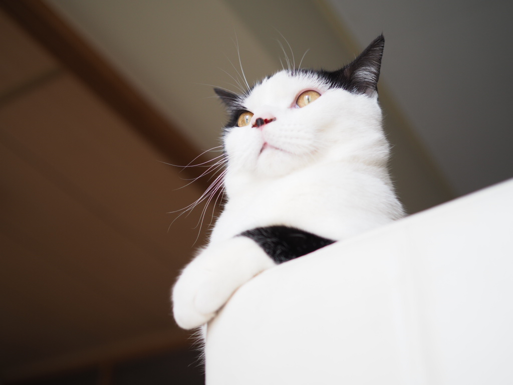 たまちゃん