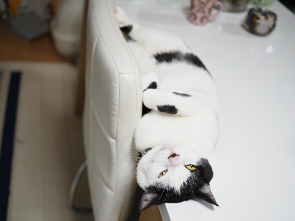 たまちゃん