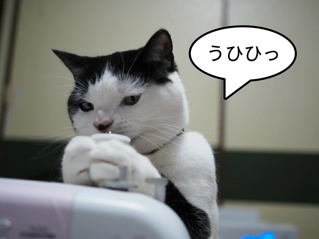 ミシンを壊そうとする猫