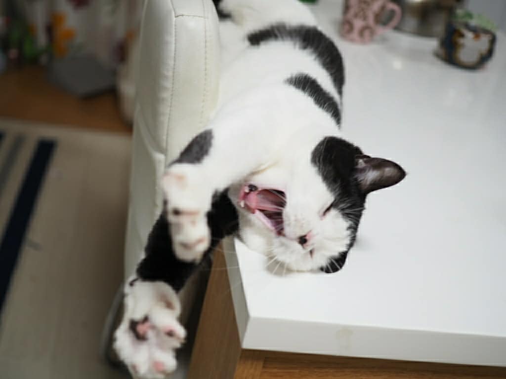 たまちゃん