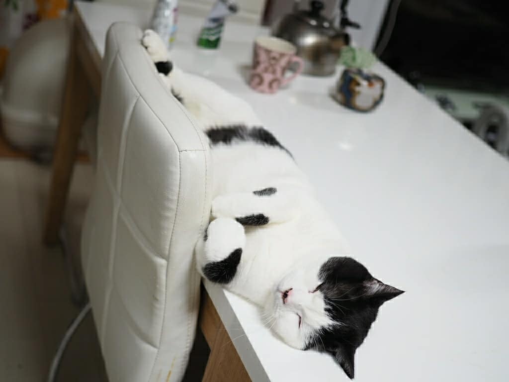 たまちゃん寝る