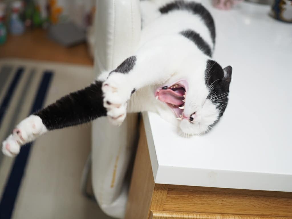 たまちゃんあくびする