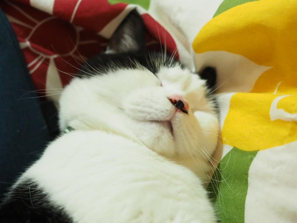 たまちゃん
