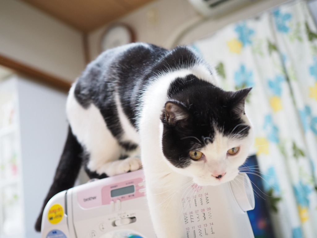 ミシンの上にのるにゃんこ