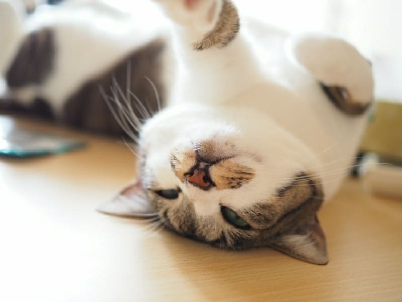 猫は虫歯にならないけど歯周病になりやすい！正しい口腔ケアで愛猫の健康を守ろう