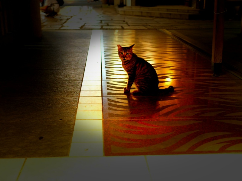 法善寺猫