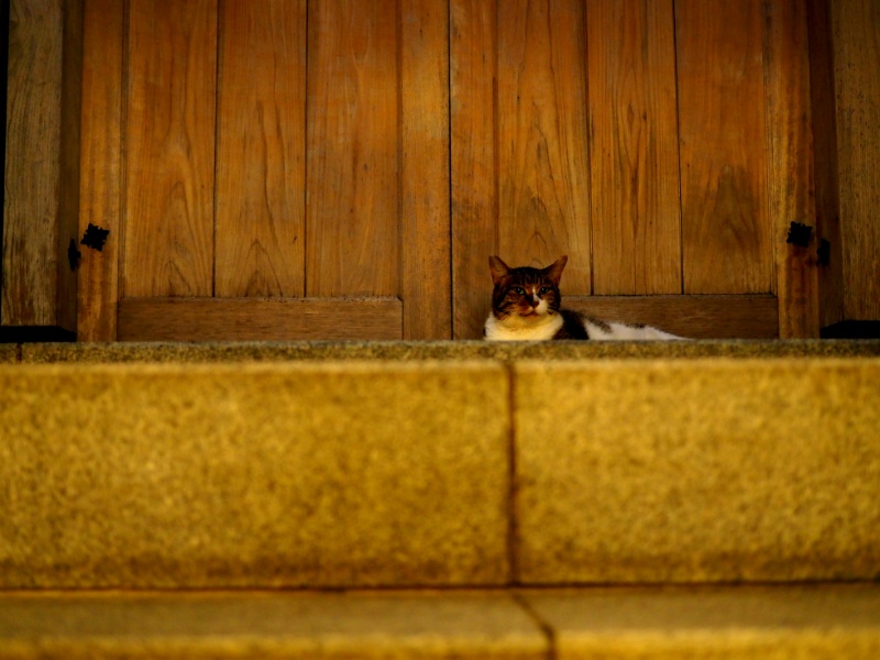 日本の水掛不動さんの猫
Japanese Mizukakefudo's cat