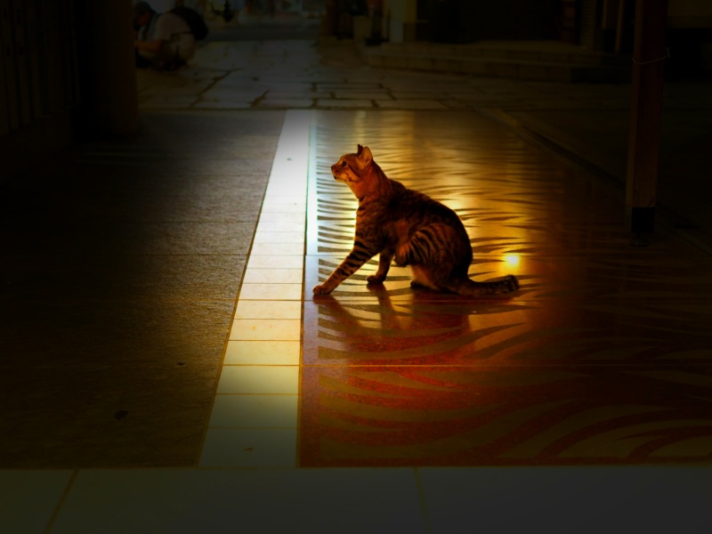 法善寺の猫