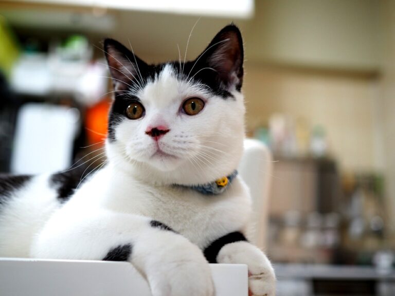 猫がゴキブリを食べても大丈夫?猫が獲物を持ってくる理由我が家のたまちゃん編 ゆるりねこblog 猫がゴキブリを食べても大丈夫?猫が獲物を持ってくる理由我が家のたまちゃん編 ゆるりねこblog