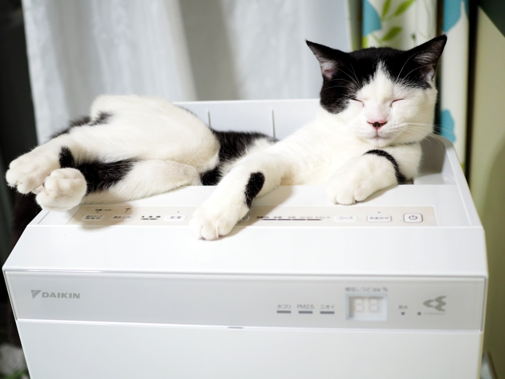 猫と暮らすのに空気清浄機はいるの？猫アレルギーは5人に１人と多いです|消臭とアレルギー対策
