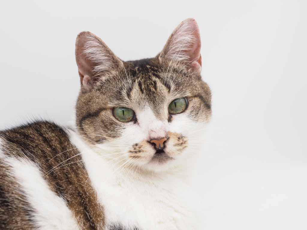 終末期ペットのやすらぎは飼い主次第！人間の脳と猫の脳は違うんだよ