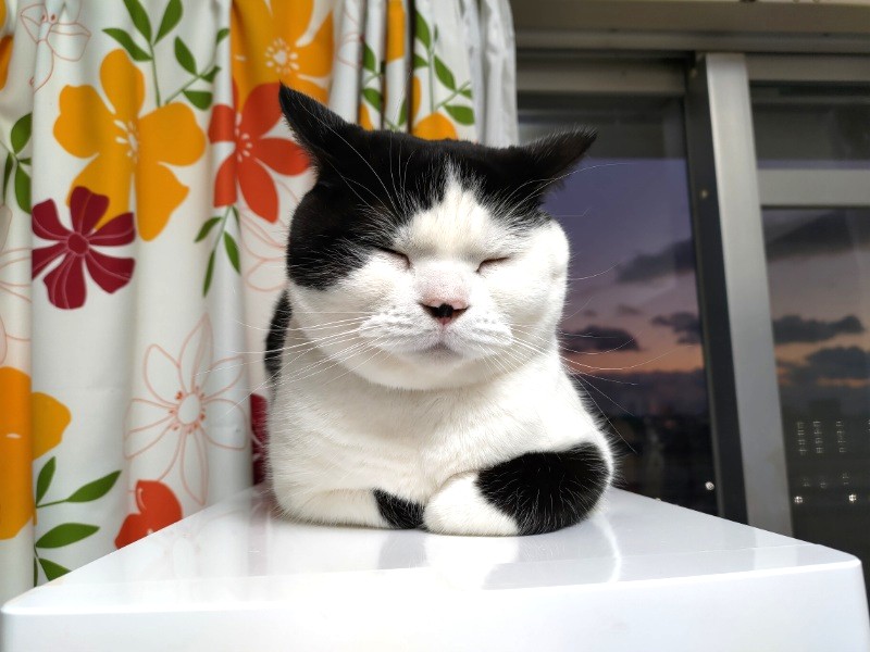 エイズキャリア雄猫15歳治療を拒否して脱走|今後どう接すればいい?