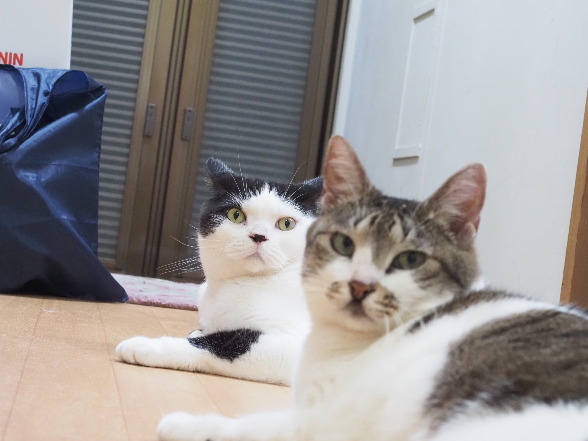 18歳の愛猫の旅立ち|間に合わなかったのではないか？