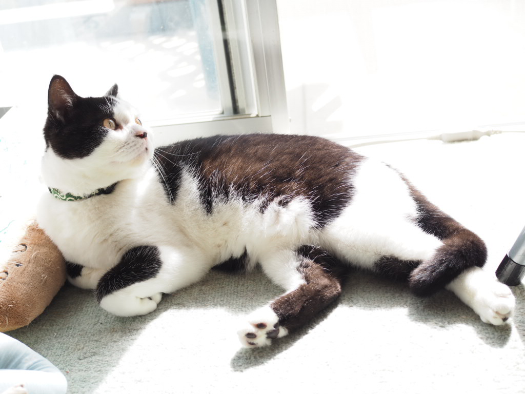 家猫たまちゃん外の世界に憧れる