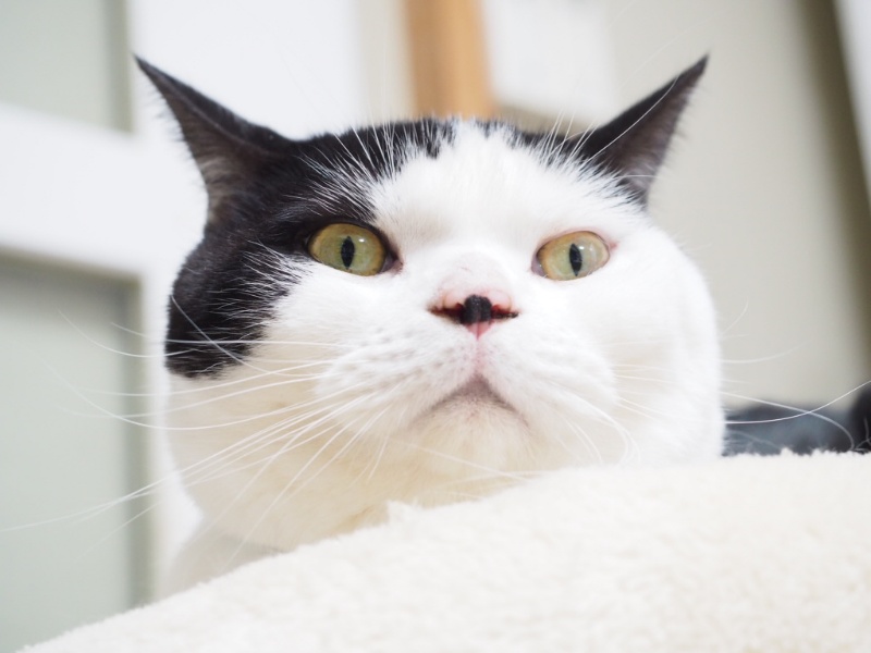 どうしても穏やかな最期を迎えられない子もいる【肺水腫の場合】獣医師との話し合いが必要!