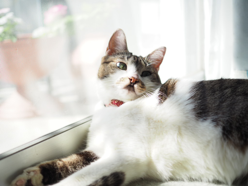 高齢猫排泄の失敗はわざとじゃない|病気や老化によるもの