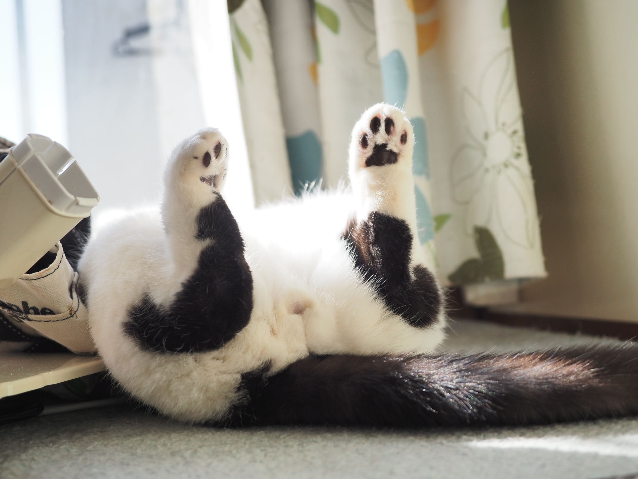 犬猫生活口腔ケアサプリ【デンタルふりかけ】効果ある？お得に注文してみた口コミレビュー