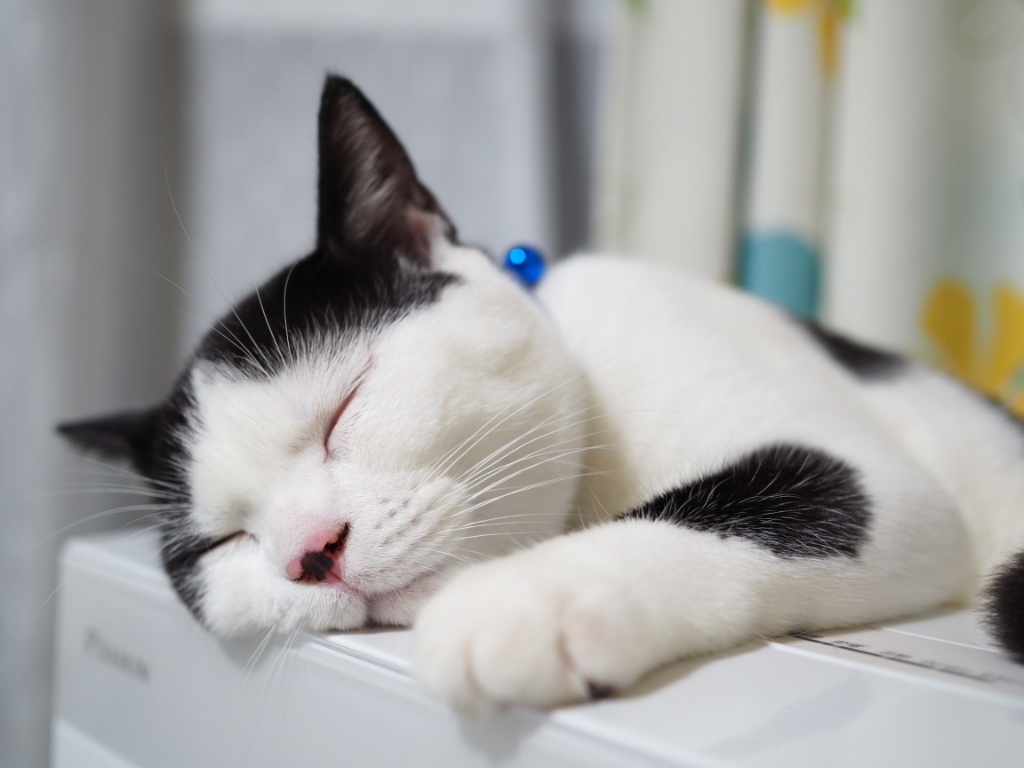 愛猫の死が耐えられないあなたへ。「見送る側」になれたことは、猫にとって最高の幸せ。