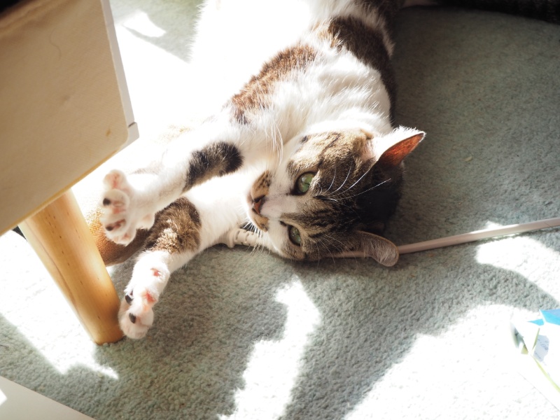 寝たきりだった愛猫が急に元気に…それは奇跡？それとも最後の贈り物？エンジェルタイムとは