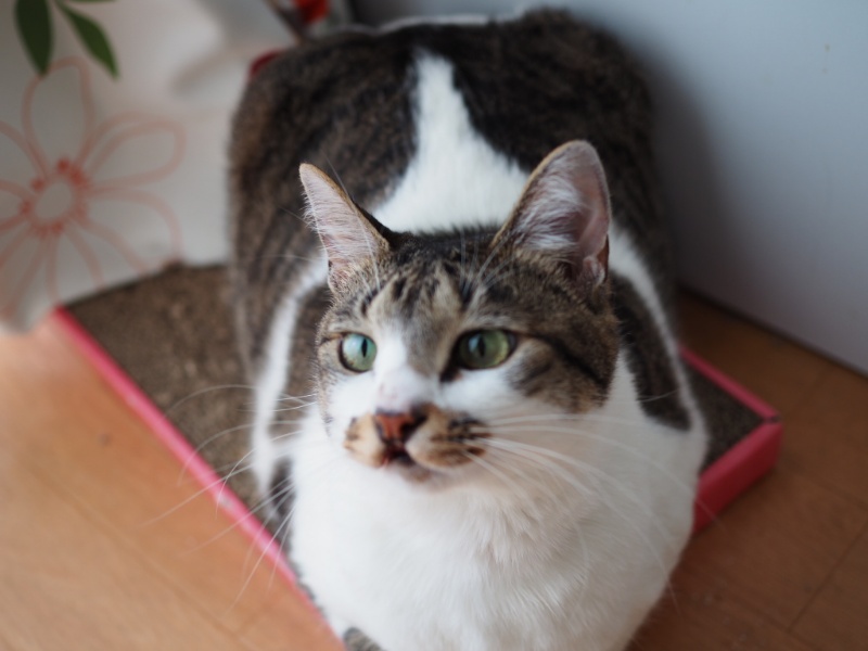 高齢猫の夜鳴きや粗相…それ、認知症のサインかもしれません