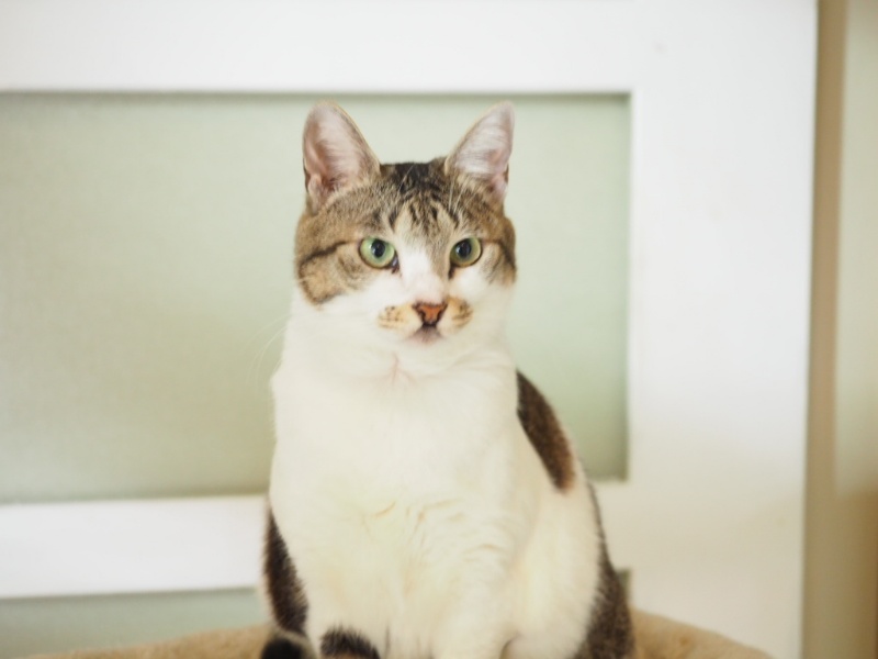 猫の看取りと緩和ケア｜最期の時間を穏やかに過ごすためにできること