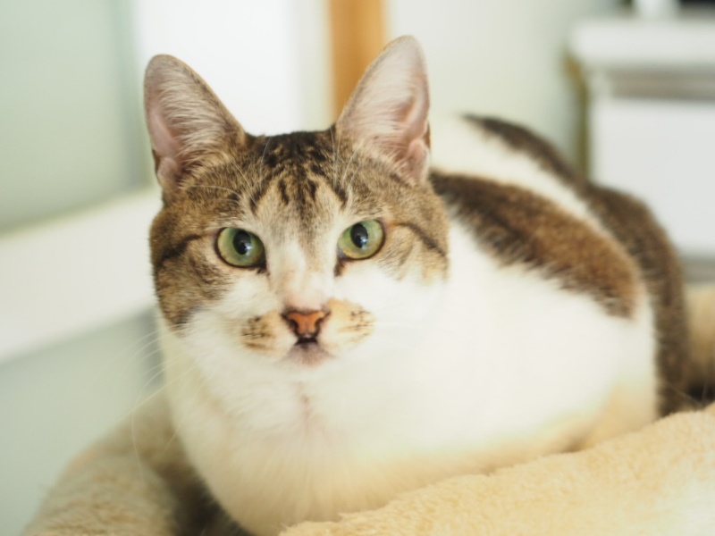 猫の糖尿病とは？原因・症状・診断・治療をわかりやすく解説