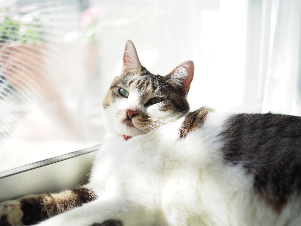 高齢猫に多い病気とは？気づきにくい体調変化に注意